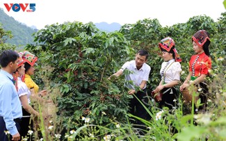 Son La’s coffee sector finds a path toward sustainability