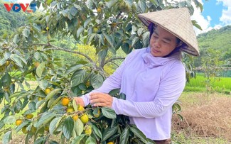 Seedless persimmons power Thai Nguyen’s sustainable growth