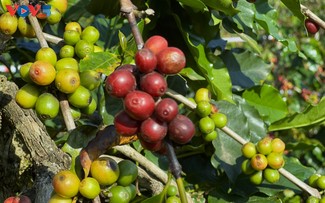 Arabica coffee beans drive economic resurgence in Chieng An 