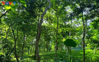 Ханойский ботанический сад — привлекательное место экотуризма