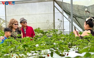 Ser agricultor por un día en los fresales de Da Lat