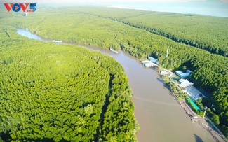 En pirogue au cœur des mangroves d’U Minh Ha