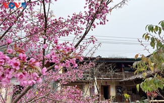 Hoa đào nhuộm hồng bản làng vùng cao