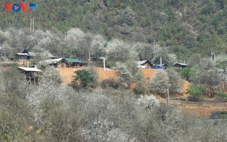 Das Dorf Nam Nghiep entwickelt den Tourismus durch Docynia 