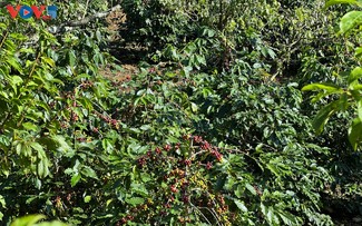 Arabica-Bohnen fördern die Wirtschaft in Chieng An