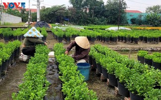 Nông dân làng hoa Mỹ Phong tất bật vụ hoa Tết