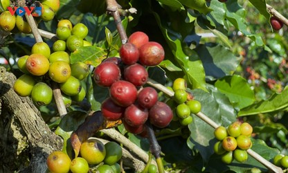 Arabica coffee beans drive economic resurgence in Chieng An 