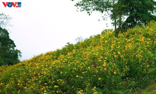 Girasol mexicano en plena floración en el Parque Nacional de Ba Vi