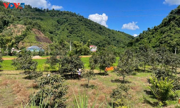 Förderung des wirtschaftlichen Werts der kernlosen Kaki aus den Bergen von Thai Nguyen