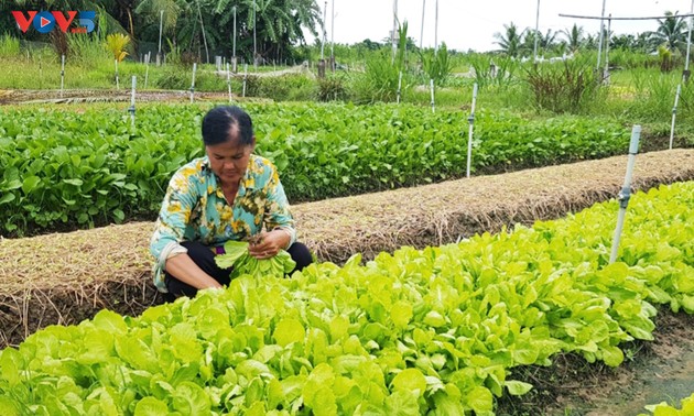 茶荣省安广友乡普村无公害蔬菜种植合作组