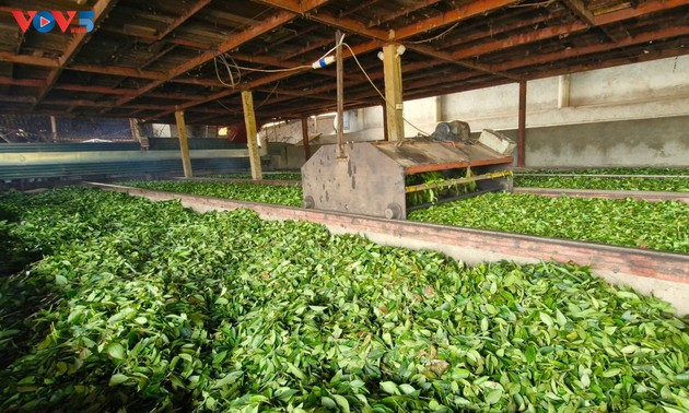 茶树：安沛省文振县的经济引擎