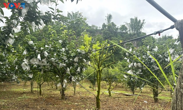Крестьяне общины Фиенгкхоай повышают ценность плодовых культур для увеличения доходов 