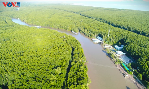 En pirogue au cœur des mangroves d’U Minh Ha