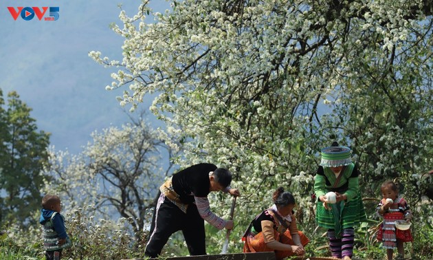 Развитие туризма на дереве Шонча в селении Намнгиеп