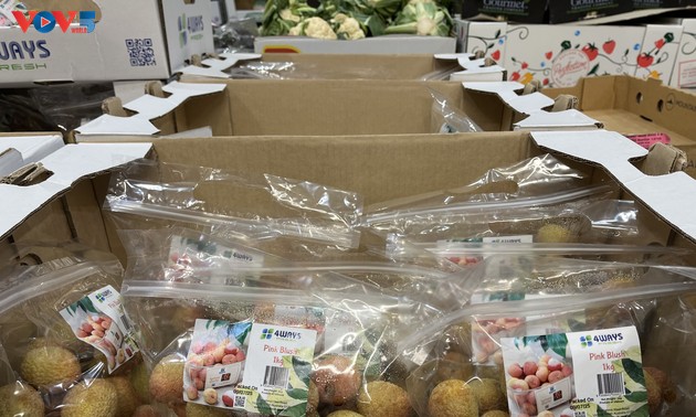 200 Tonnen frische Litschis aus Vietnams in Regalen der Supermarktkette Costco in Australien