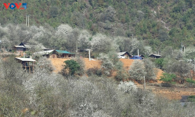 Das Dorf Nam Nghiep entwickelt den Tourismus durch Docynia 