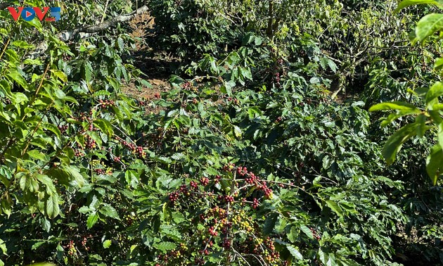 Arabica-Bohnen fördern die Wirtschaft in Chieng An