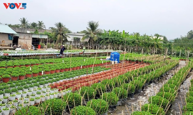 ລະ​ດູ​ດອກ​ໄມ້​ຍາມ​ບຸນ​ເຕັດ​ຂອງ​ຊາວ​ກະ​ສິ​ກອນ​ໝູ່​ບ້ານດອກ​ໄມ້ ໝີ້​ຟອງ