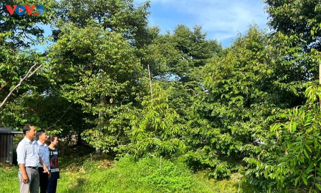 ຮວິ່ງແທັງເລິມ - ຊາວກະສິກອນ ດ້ວຍຄວາມຄາດຫວັງຍົກລະດັບຄຸນນະພາບໝາກຖົ່ວລຽນ ເຍິນອ໊າຍ.