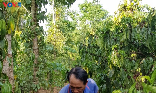 Об авторитетном старейшине Боме из общины Хабау