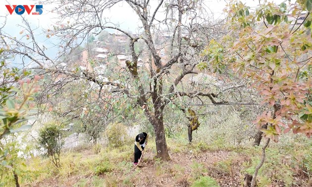 Nâm Nghiêp: quand les aubépines transforment un village isolé en destination touristique
