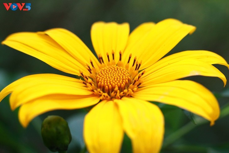 Le tournesol mexicain en pleine floraison au parc national de Ba Vi - ảnh 10