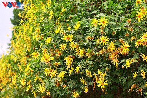 Le tournesol mexicain en pleine floraison au parc national de Ba Vi - ảnh 8