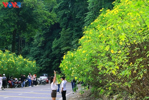 Le tournesol mexicain en pleine floraison au parc national de Ba Vi - ảnh 13