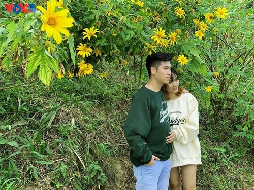 Le tournesol mexicain en pleine floraison au parc national de Ba Vi - ảnh 14