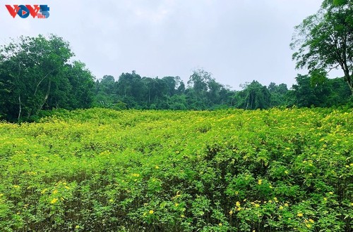 Le tournesol mexicain en pleine floraison au parc national de Ba Vi - ảnh 4