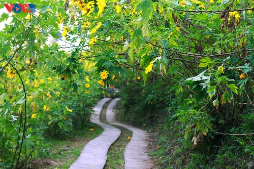 Le tournesol mexicain en pleine floraison au parc national de Ba Vi - ảnh 6