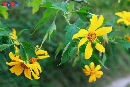 Le tournesol mexicain en pleine floraison au parc national de Ba Vi - ảnh 12