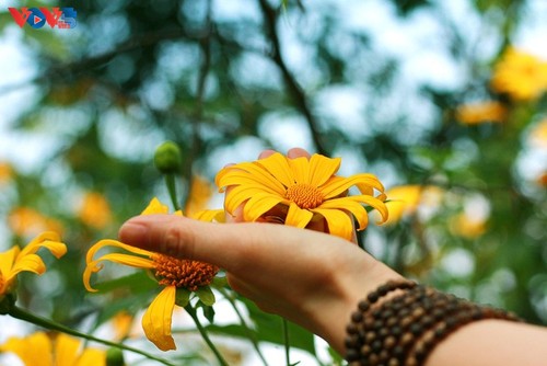 Le tournesol mexicain en pleine floraison au parc national de Ba Vi - ảnh 11