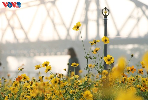 Le tapis de fleurs sous le pont Long Biên séduit les visiteurs - ảnh 10