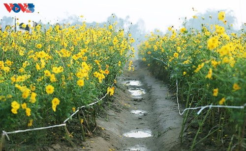 Le tapis de fleurs sous le pont Long Biên séduit les visiteurs - ảnh 3