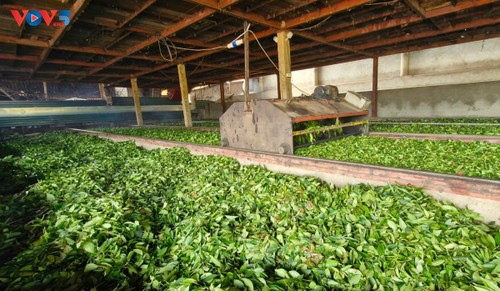 Teepflanze: Wirtschaftsimpuls für den Bergkreis Van Chan  - ảnh 3