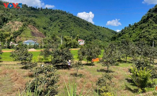 Förderung des wirtschaftlichen Werts der kernlosen Kaki aus den Bergen von Thai Nguyen - ảnh 1