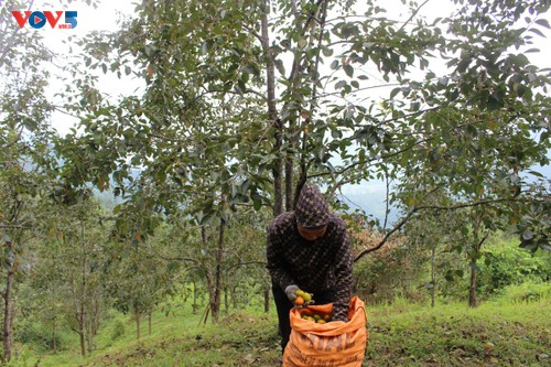 Förderung des wirtschaftlichen Werts der kernlosen Kaki aus den Bergen von Thai Nguyen - ảnh 3