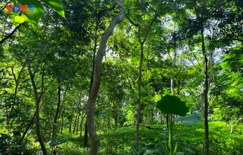 Botanischer Garten von Hanoi: Ein attraktives grünes Touristenziel - ảnh 3