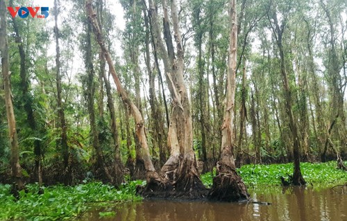 Entdeckung des Cajuputwalds Tra Su in der Provinz An Giang - ảnh 2