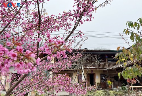 冬樱花将高原村庄染成一片粉红 - ảnh 1