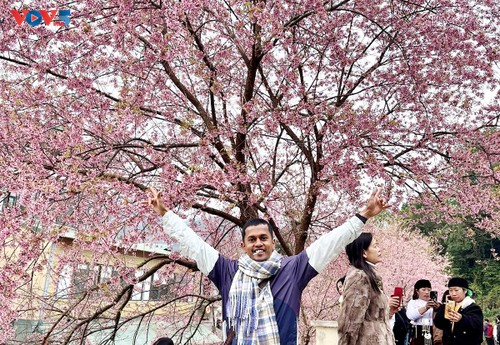 冬樱花将高原村庄染成一片粉红 - ảnh 3