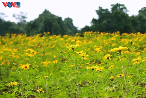 Brilliant tree marigolds in Ba Vi mountain - ảnh 10