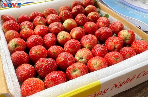 Picking strawberries, a fascinating experience in Da Lat - ảnh 4
