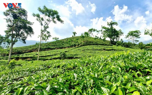 Tea cultivation fuels growth in a mountainous district - ảnh 1