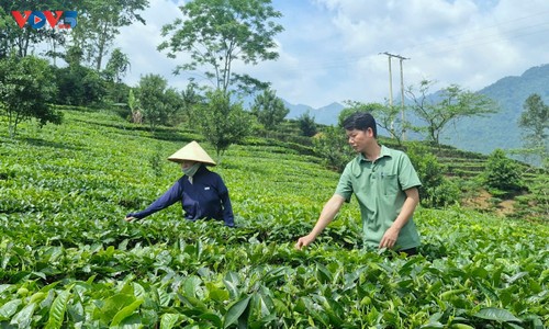 Tea cultivation fuels growth in a mountainous district - ảnh 2