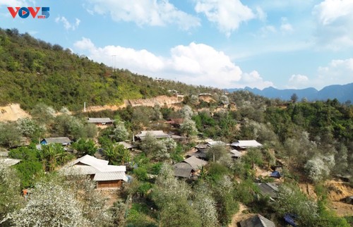 Mong ethnic hamlet turns wild apple tree into a tourism treasure - ảnh 2