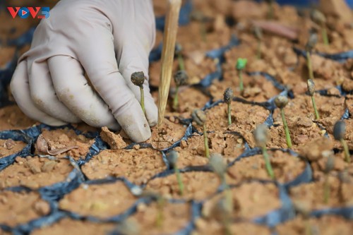 Son La’s coffee sector finds a path toward sustainability - ảnh 1