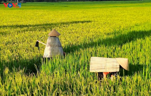 Ha Tinh keeping alive its centuries-old craft of making palm-leaf raincoats - ảnh 2