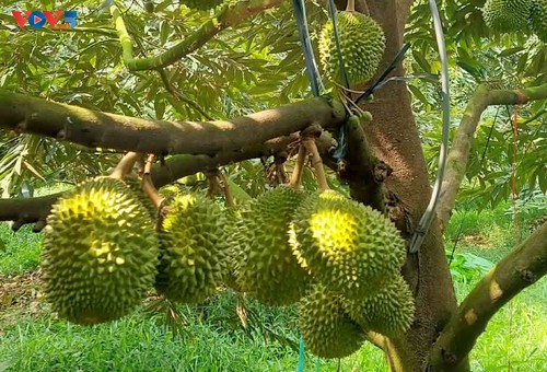 Nông dân Huỳnh Thanh Lâm và khát vọng nâng tầm sầu riêng Nhơn Ái - ảnh 2